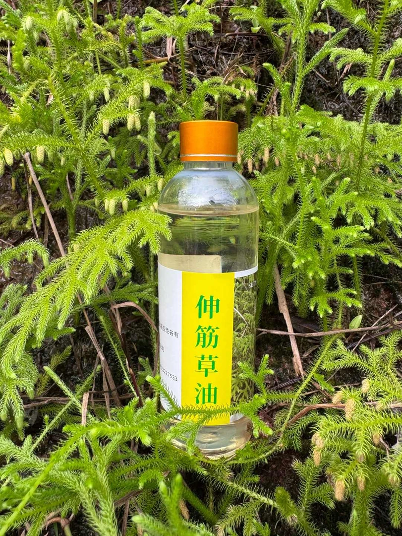 伸筋草油土法蒸馏伸筋草油身体