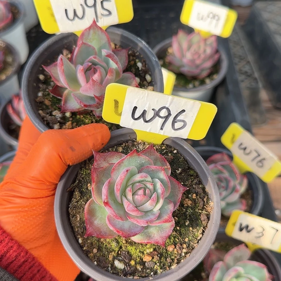 熊***毛W95-96惊鸿单头多肉