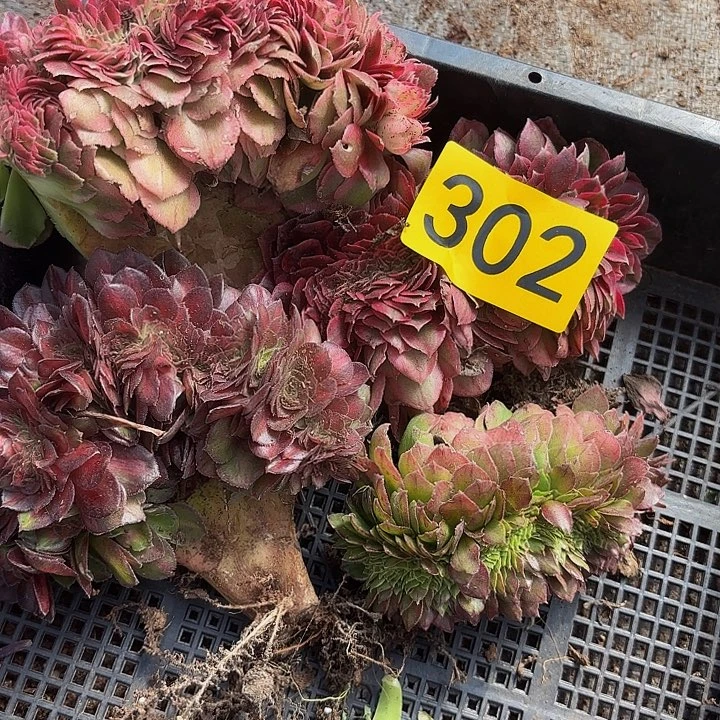 多肉植物福利302