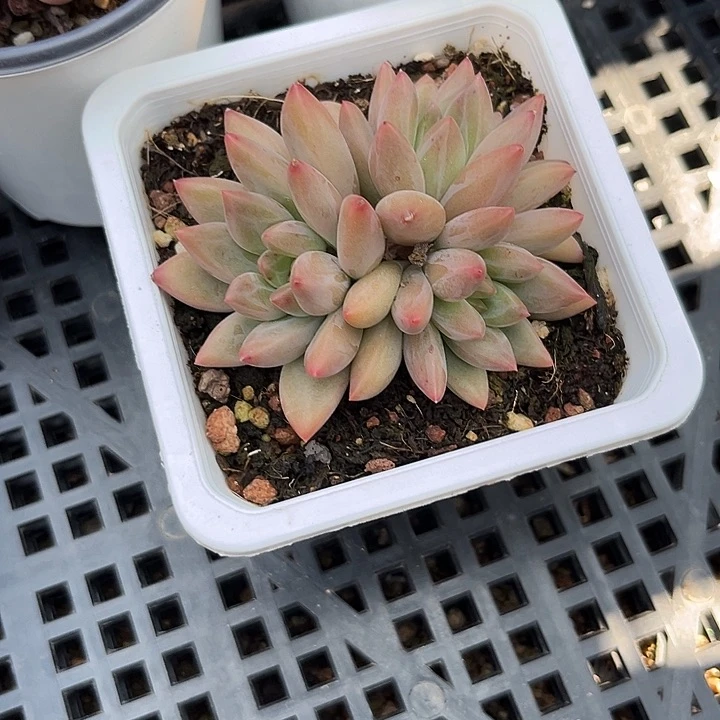 水晶球245788号8678