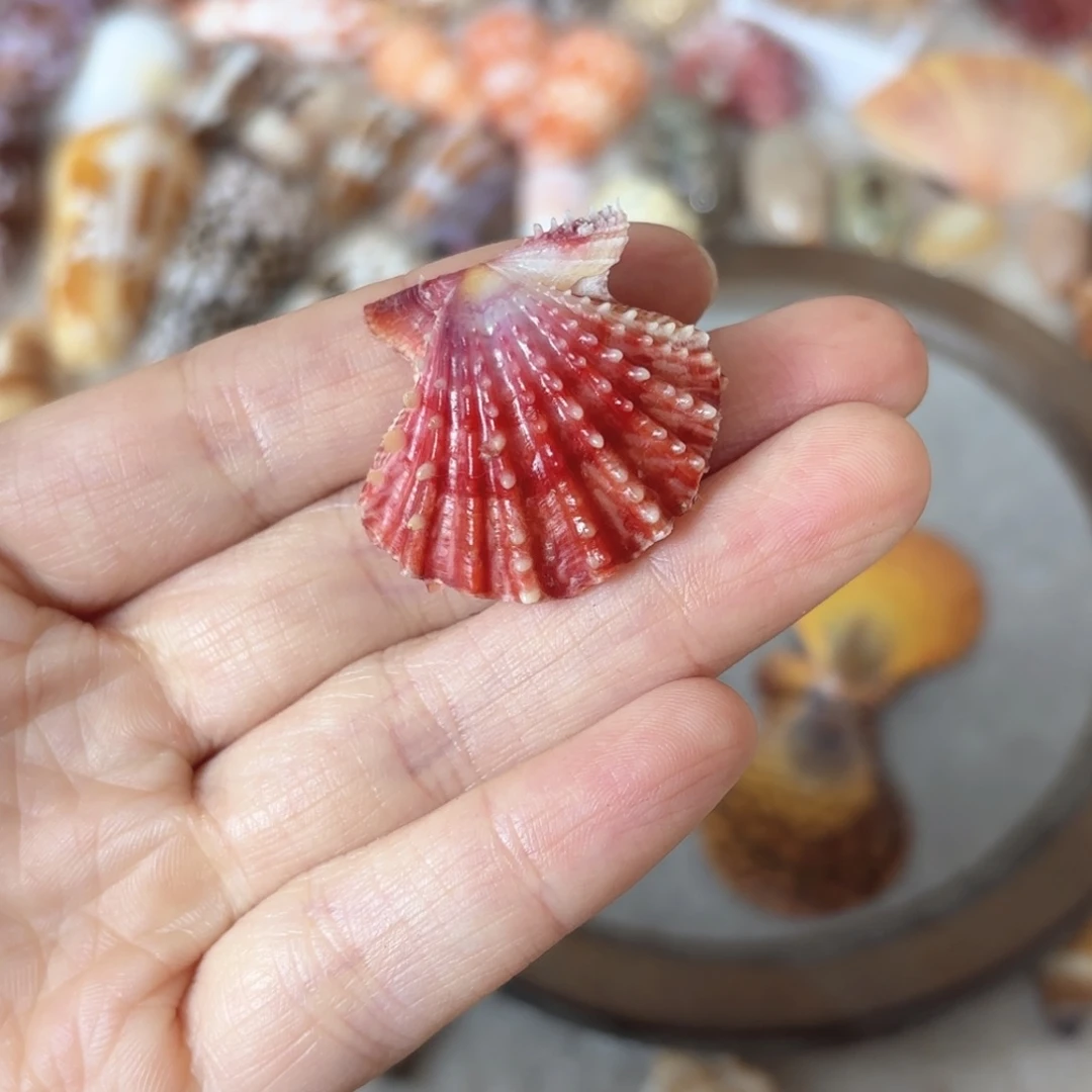 R***l天然海螺标本福利