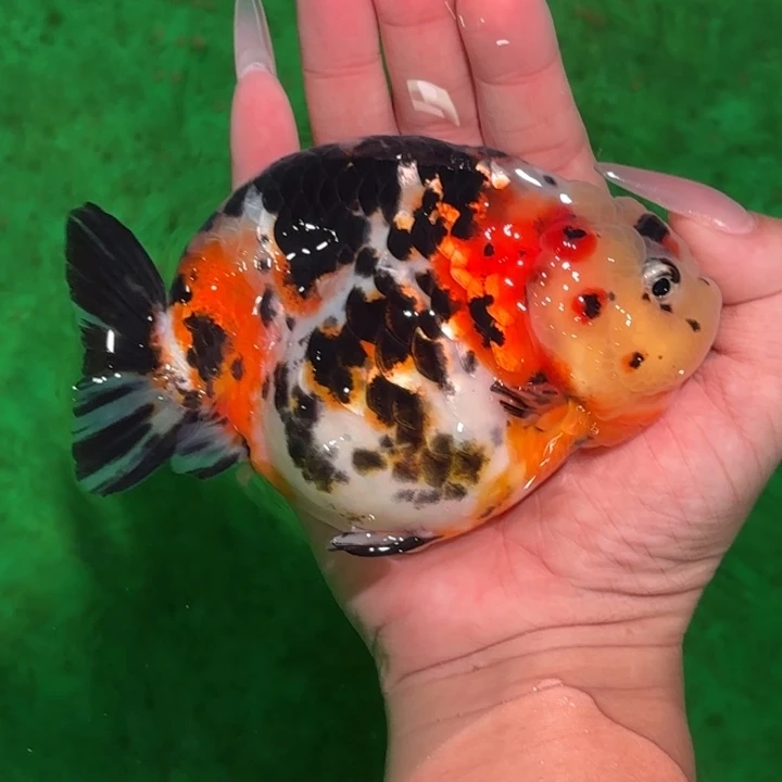 海水鱼金鱼活体兰寿淡水观赏鱼