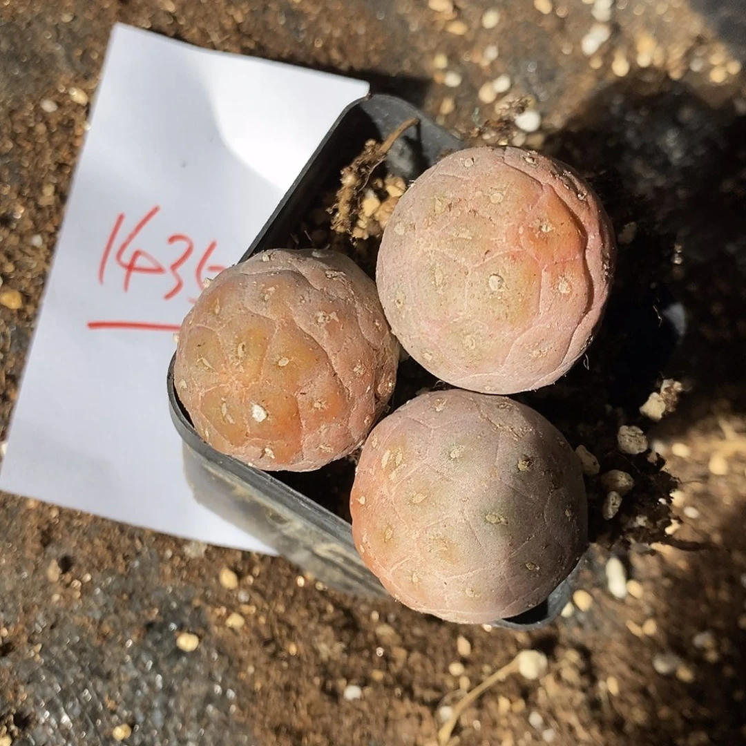 14352。 一颗单头习志野。