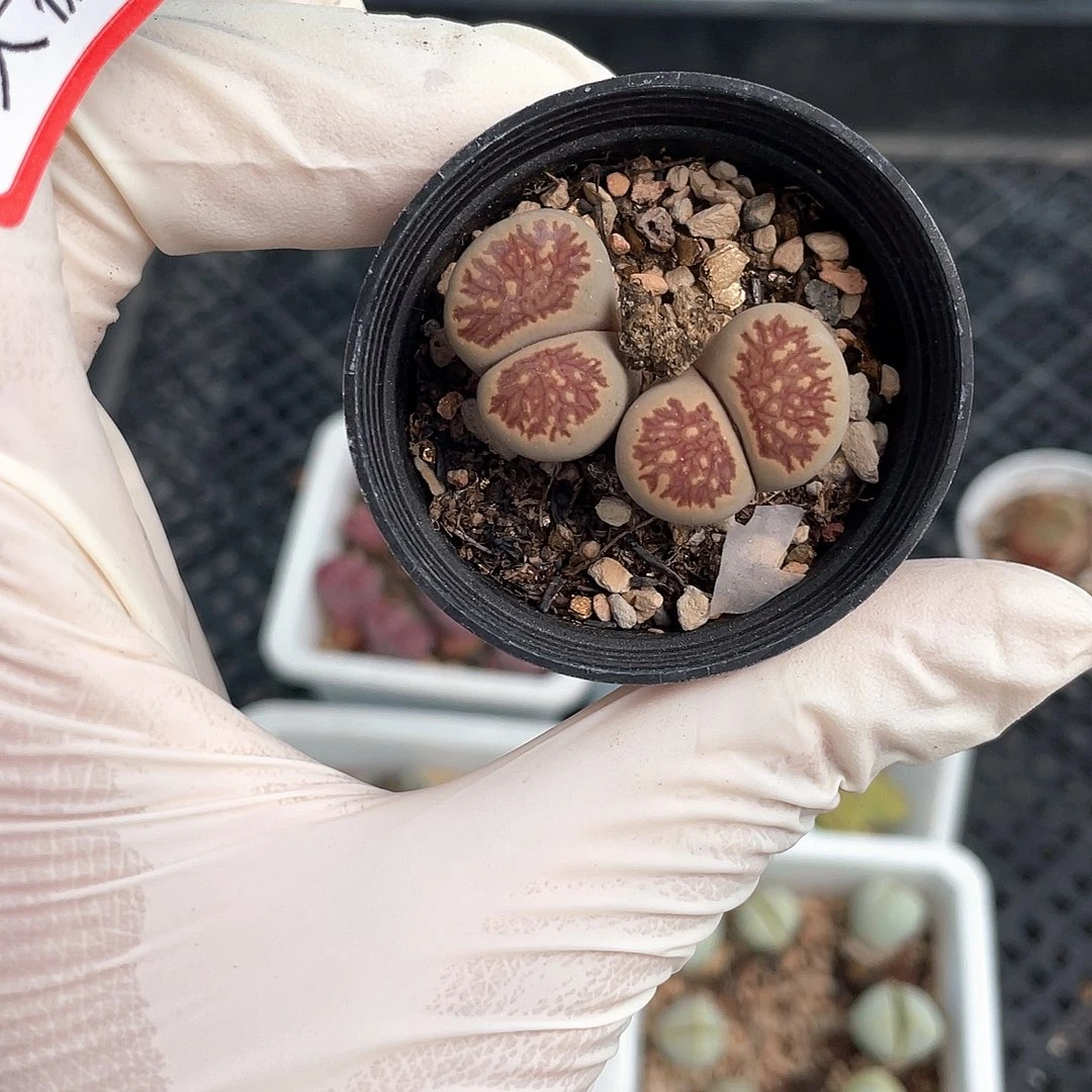 小**！2329大棚清仓甩卖了