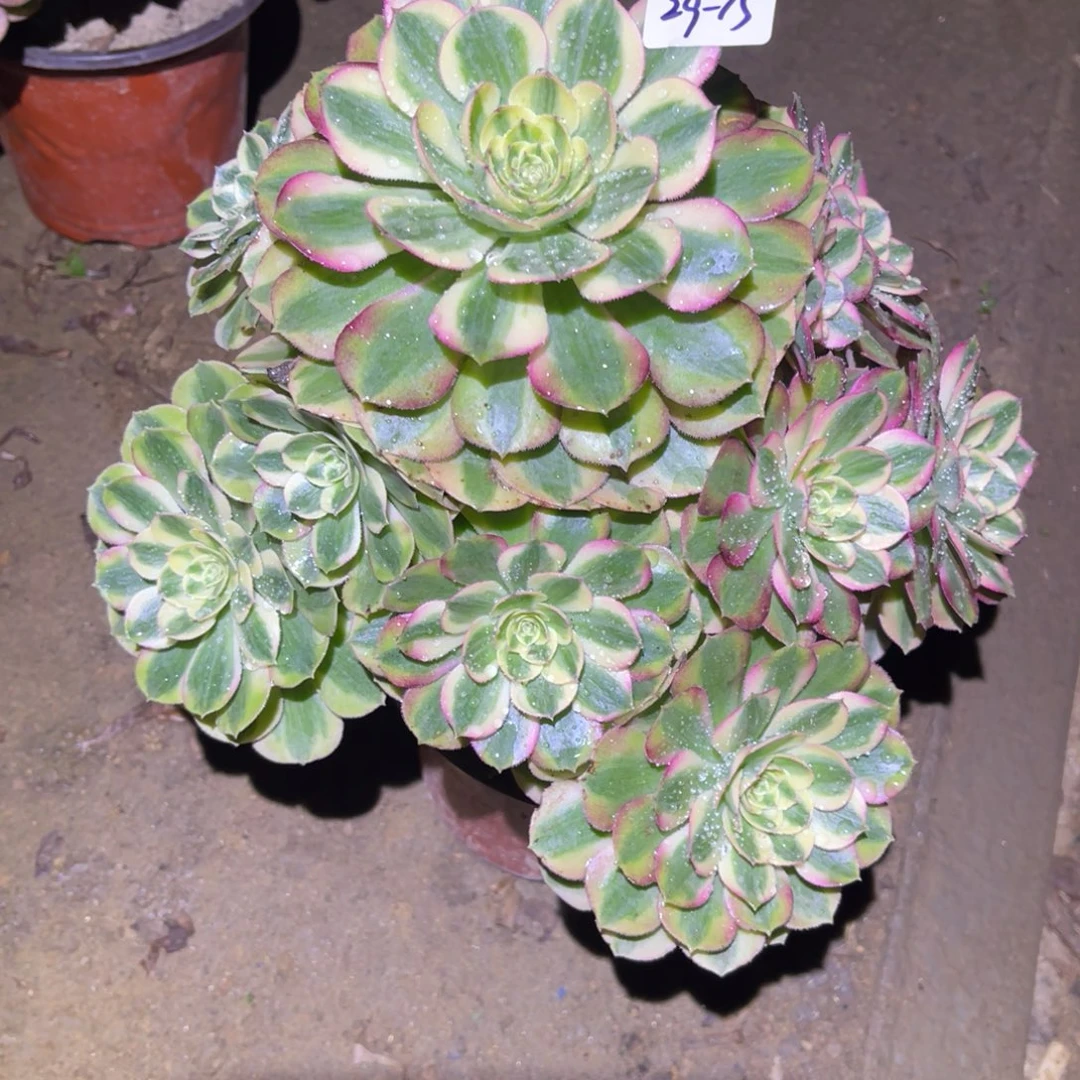 12-29-15玉姿法师锦