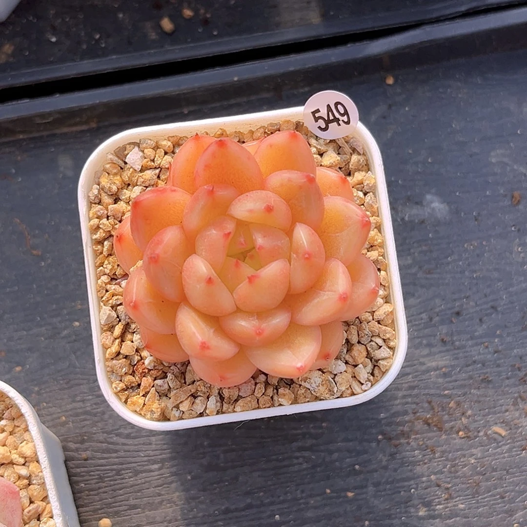 军***君549  新品珍妮满18包邮