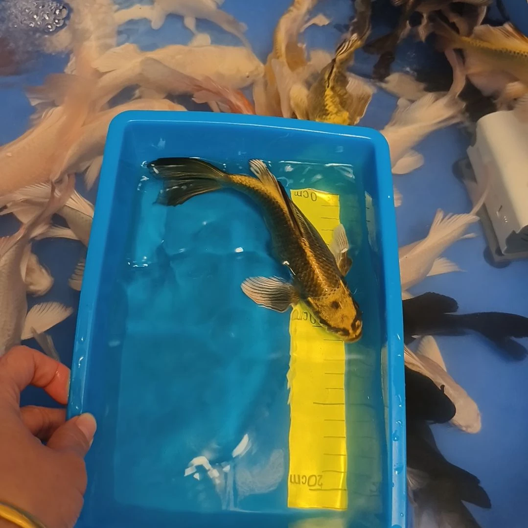 蝴蝶鲤鱼蝴蝶鲤蝴蝶鲤1条