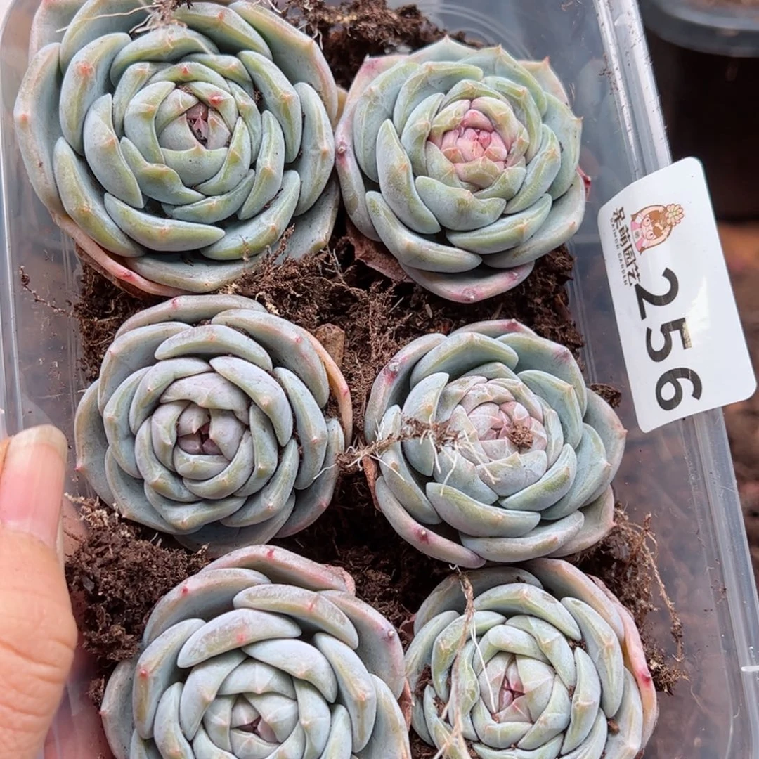 多肉植物多肉植物