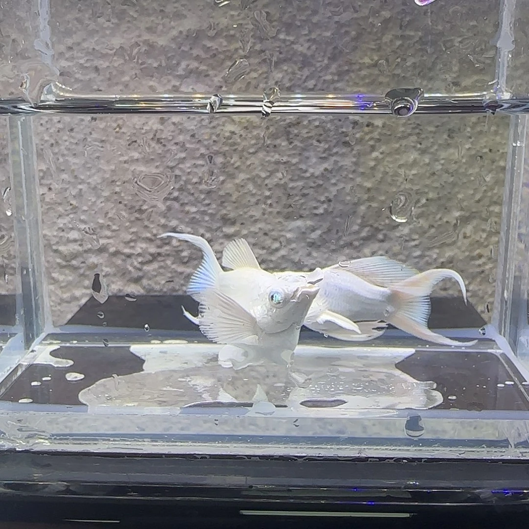 黑玛丽鱼瓷白玛丽。15号