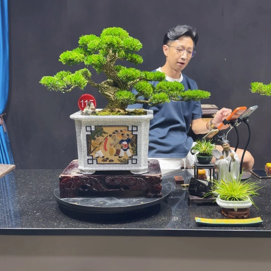 i***n无花朵黄杨室内室外盆景艺术