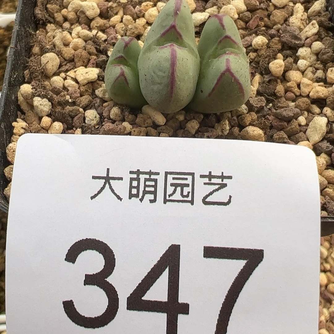 一物一拍脱土发347