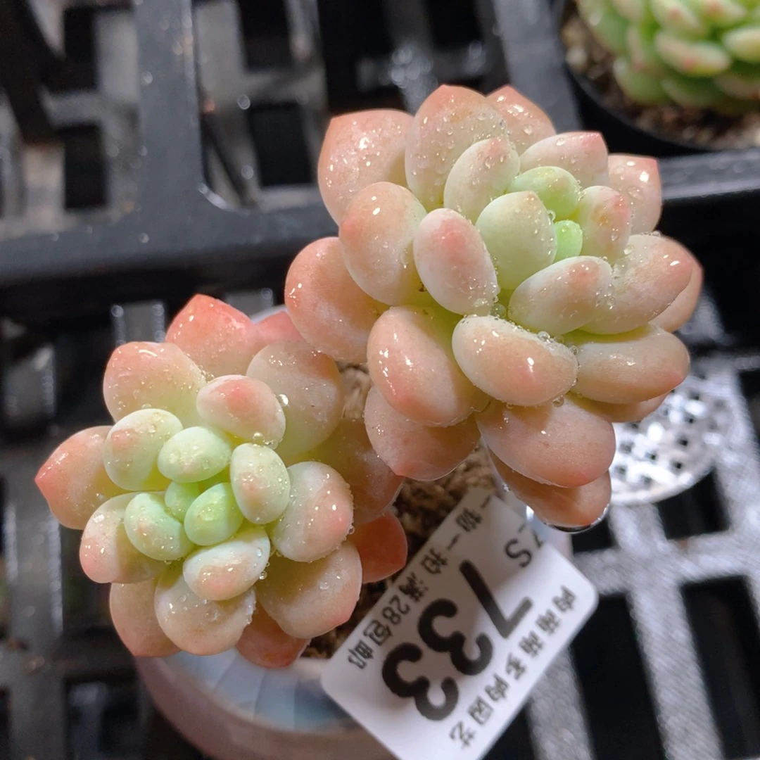 5CM拇指盆精控多肉ZS733