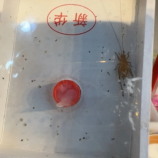 新华3A长短须大大大