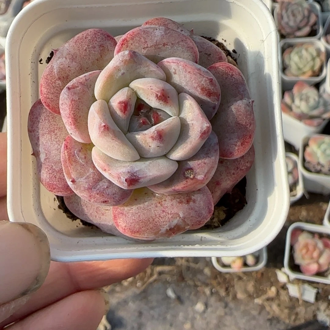 小卡拉米糖心一物一拍