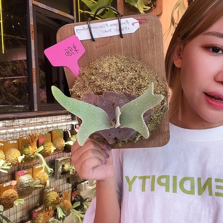 不开花植物Tonkla 三混