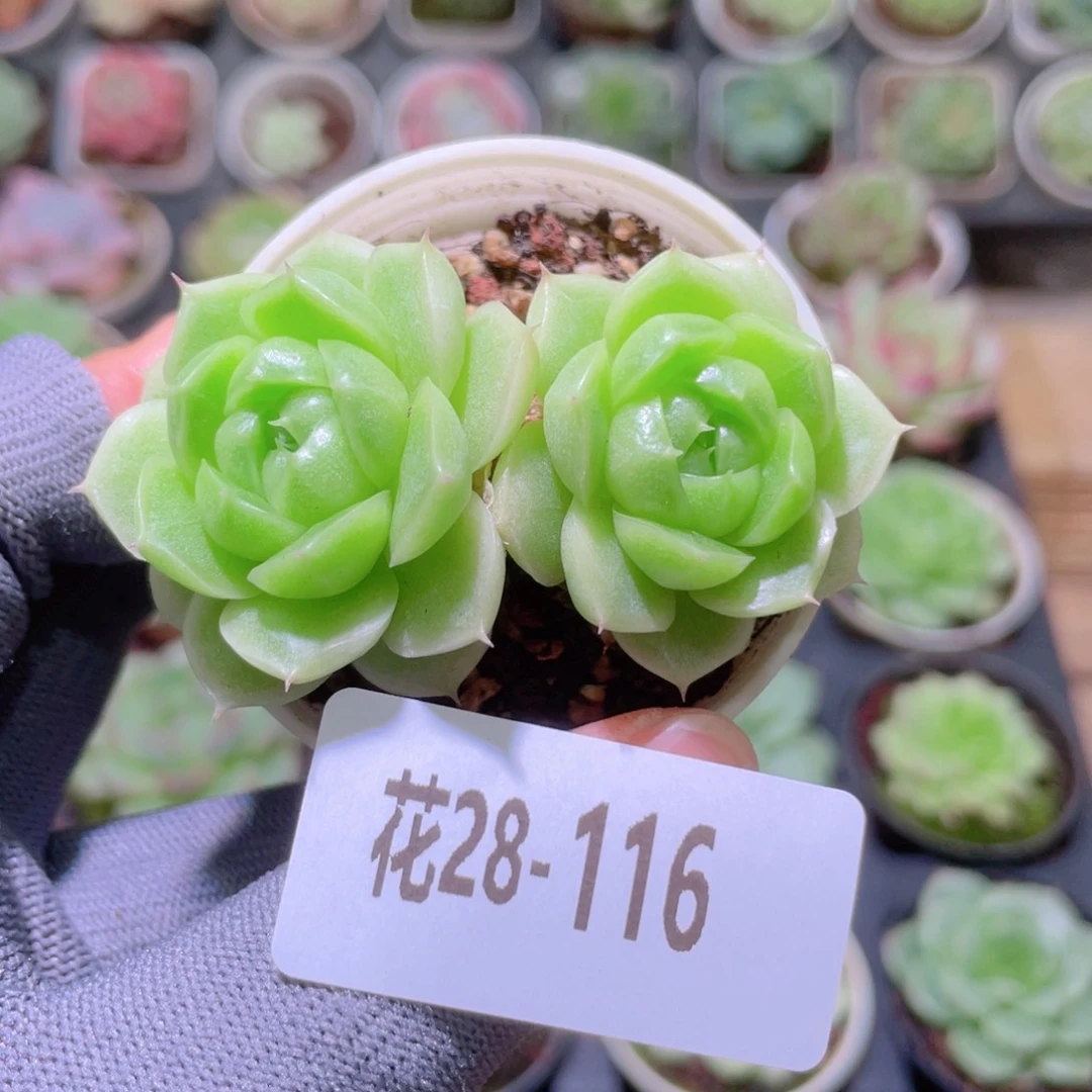 花利美28-116麦秆