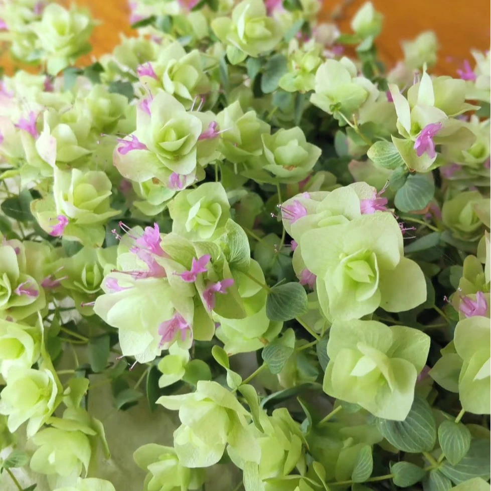 牛至折纸画原盆原土发货