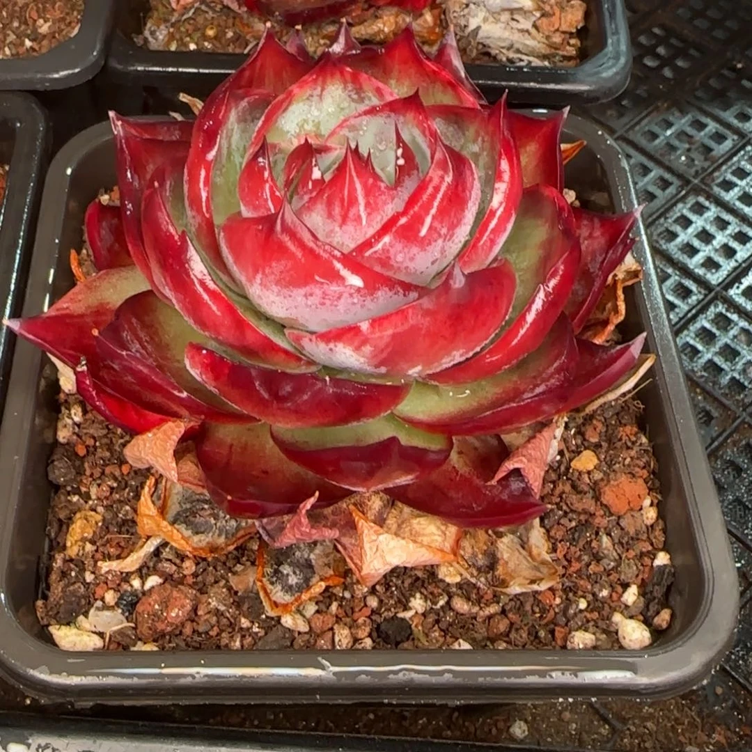 从前慢花园精选多肉惊鸿仙子