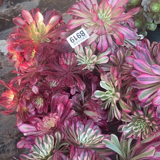 陶*店多肉植物五个