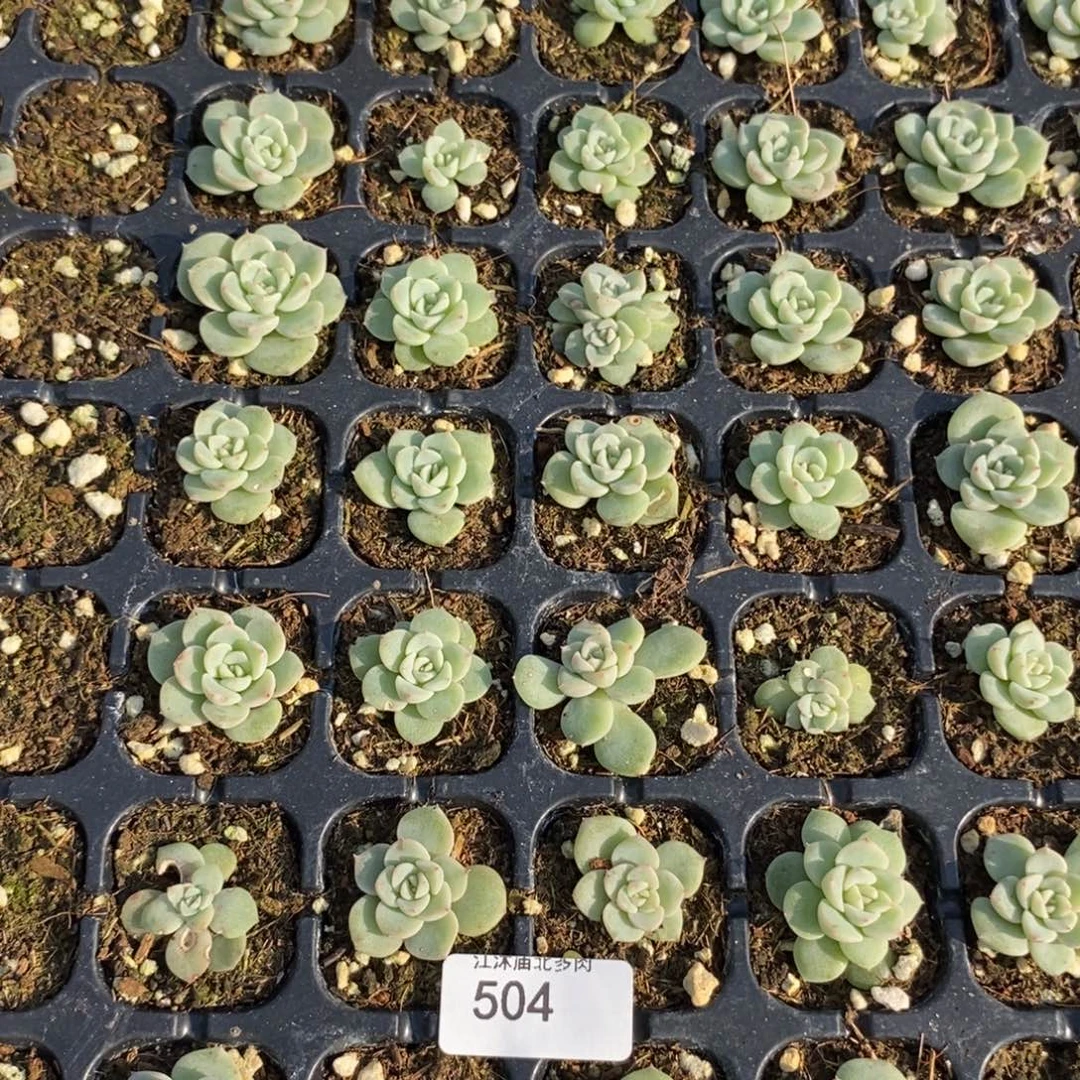 标504甜心628扦插一个