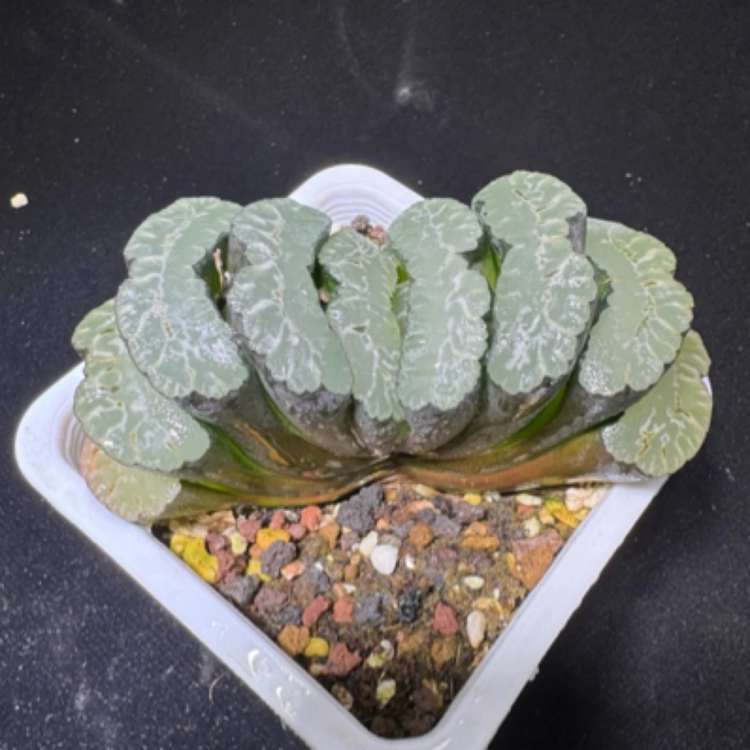 精品玉露十二卷 母本株实生大玉扇 室内外好养盆栽 带盆土发货