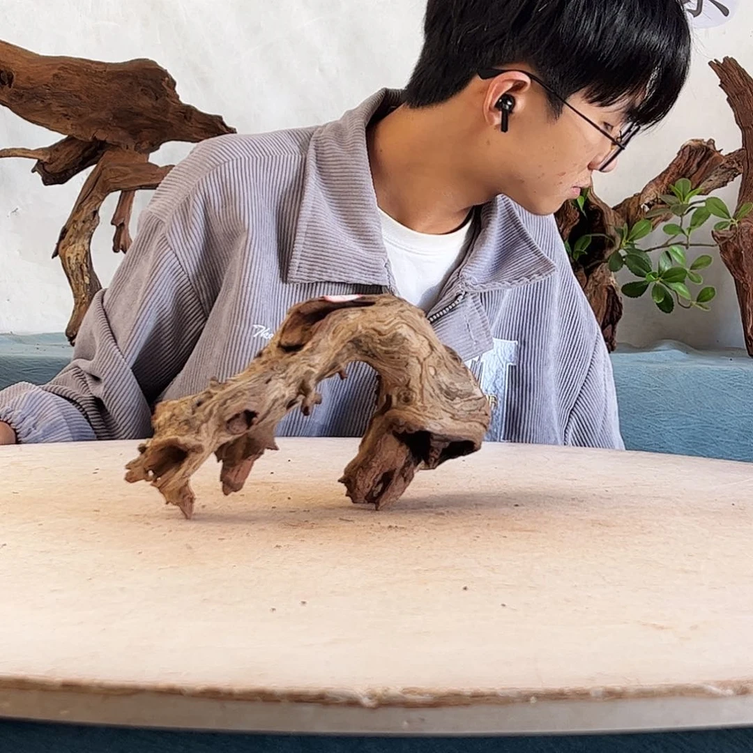 沉木造景爬宠造景