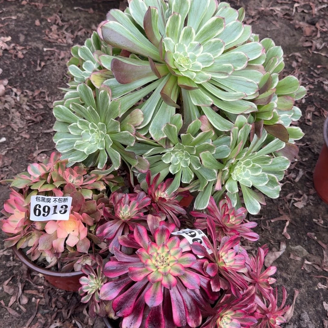 法师3颗6913 19-27