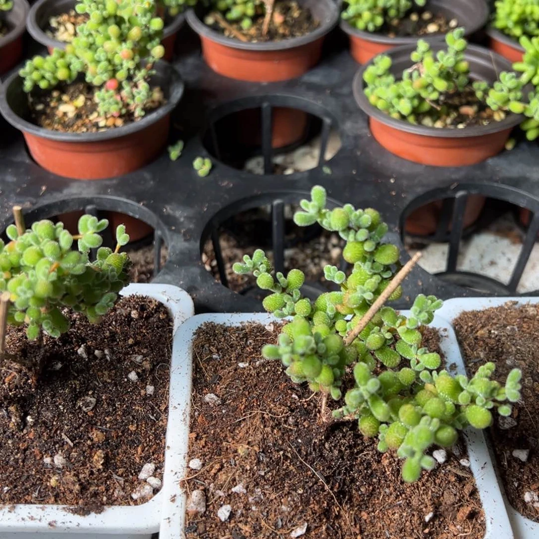 翡翠小老桩9厘米盆送白方