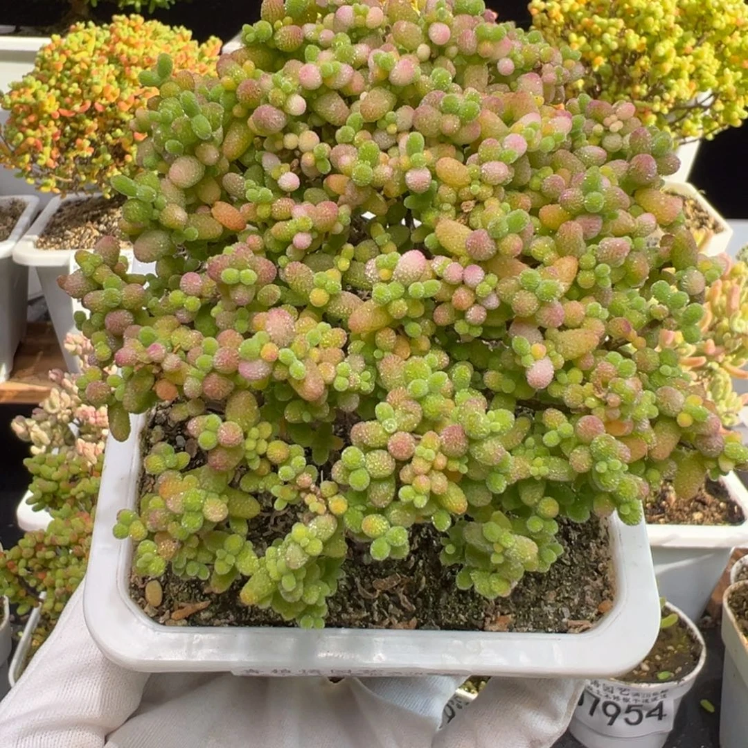 D7968金桔老桩精控