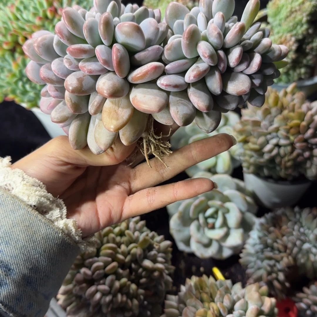 粉兔缀化一物一拍