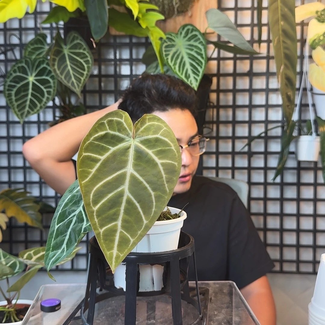 Y***g无花朵一物一拍D08