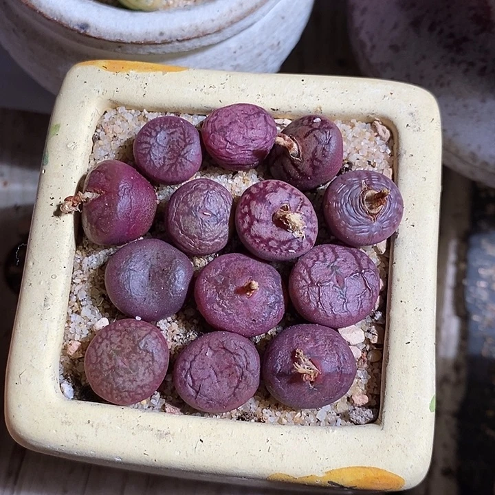 钻墨杂交一颗。