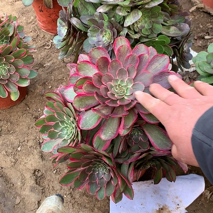 花月夜花妖组合1010