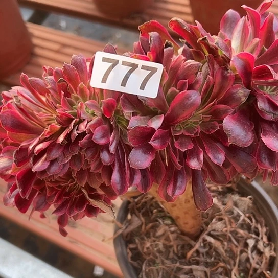 用***9多肉植物一个美杜莎777