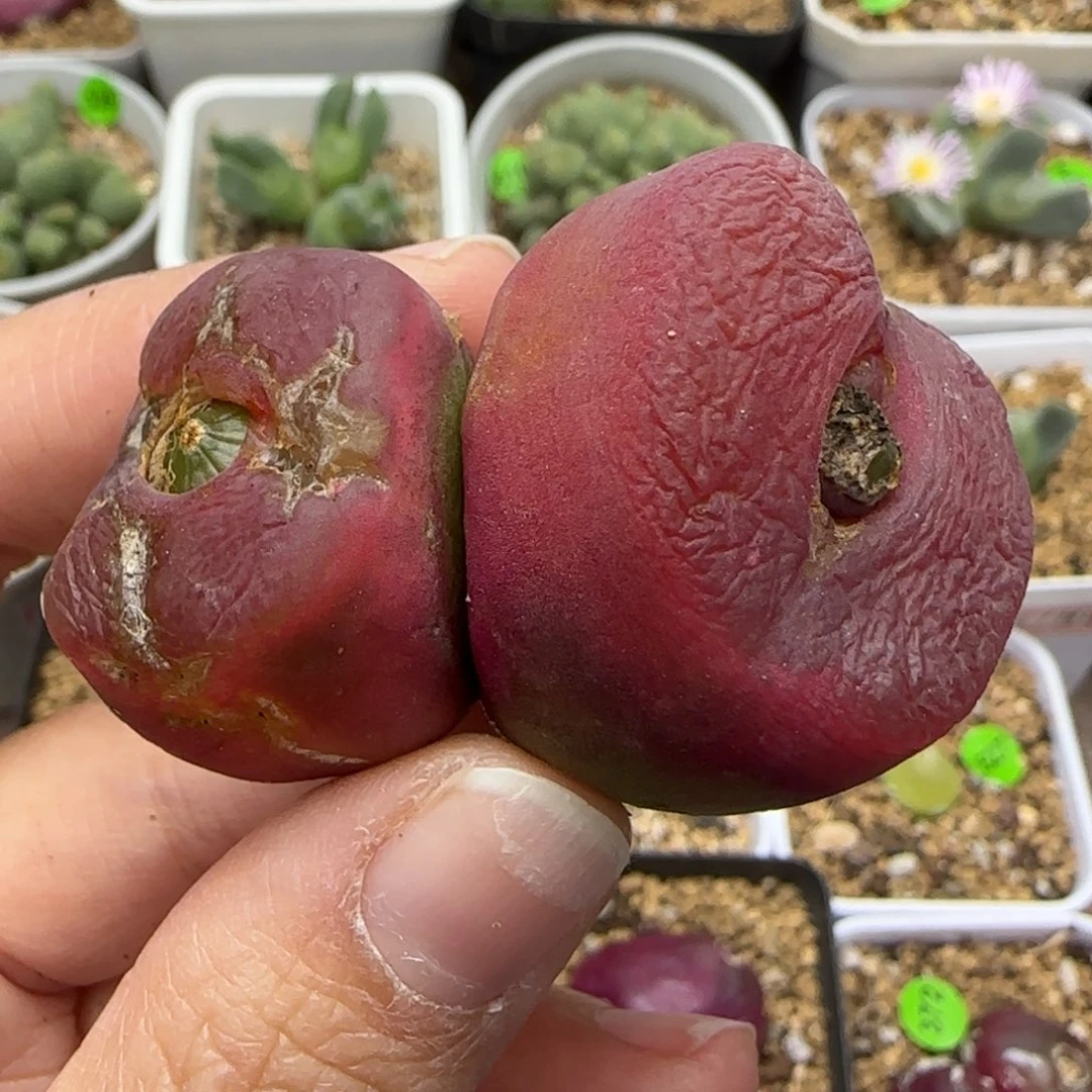 漂亮双头2.8/3.1（疤）85