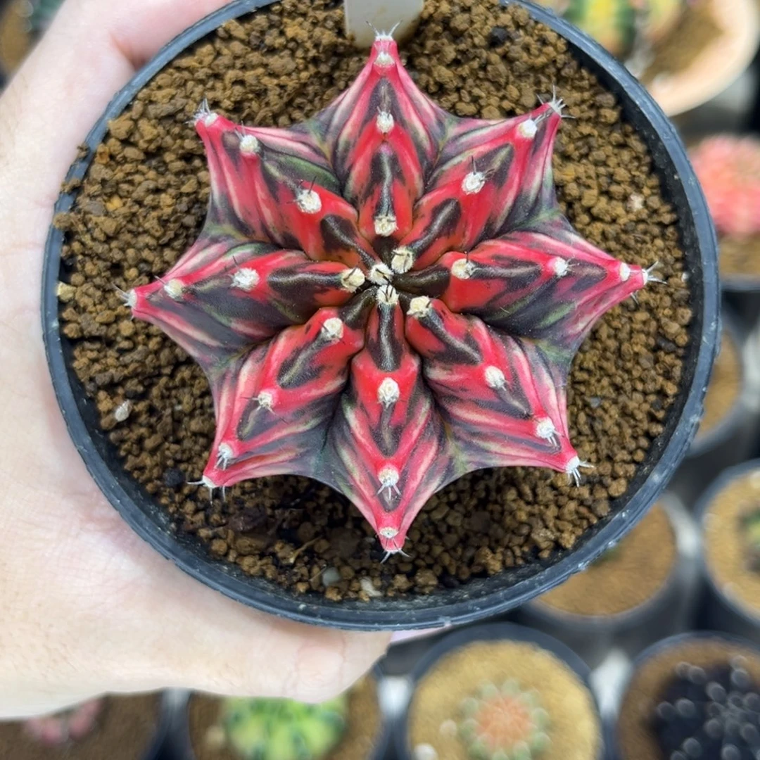 全品黑红米肋—————