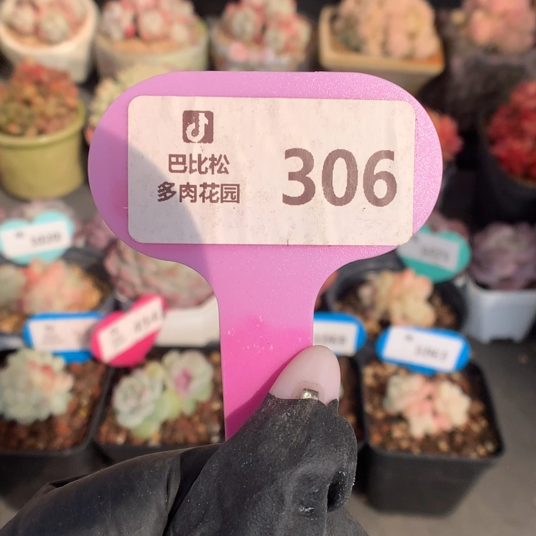 306 冰玉石化盲盒拍