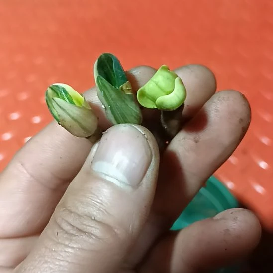 君子兰小苗君子兰小苗