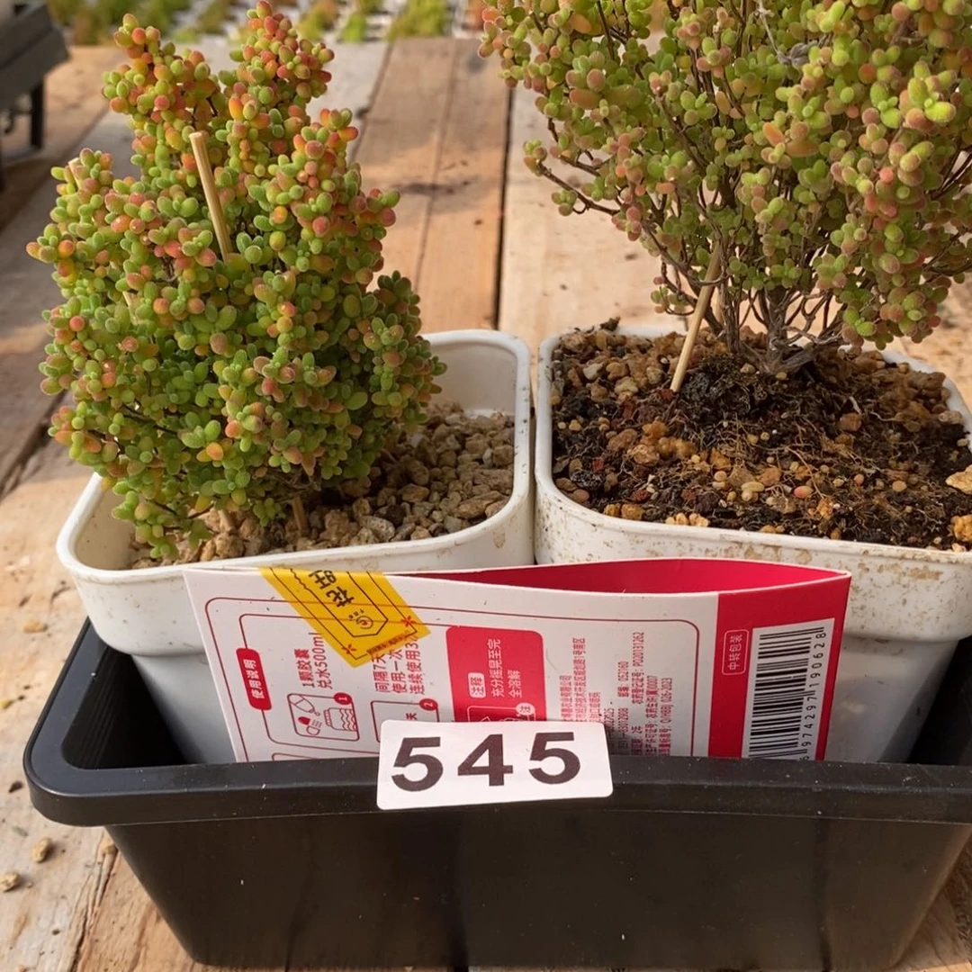 瞌**熊枝干番杏多肉植物545