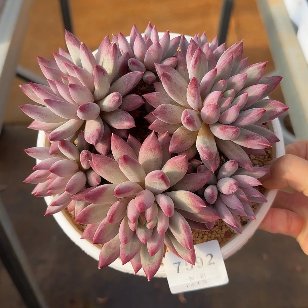 @****7592号虞美人多肉