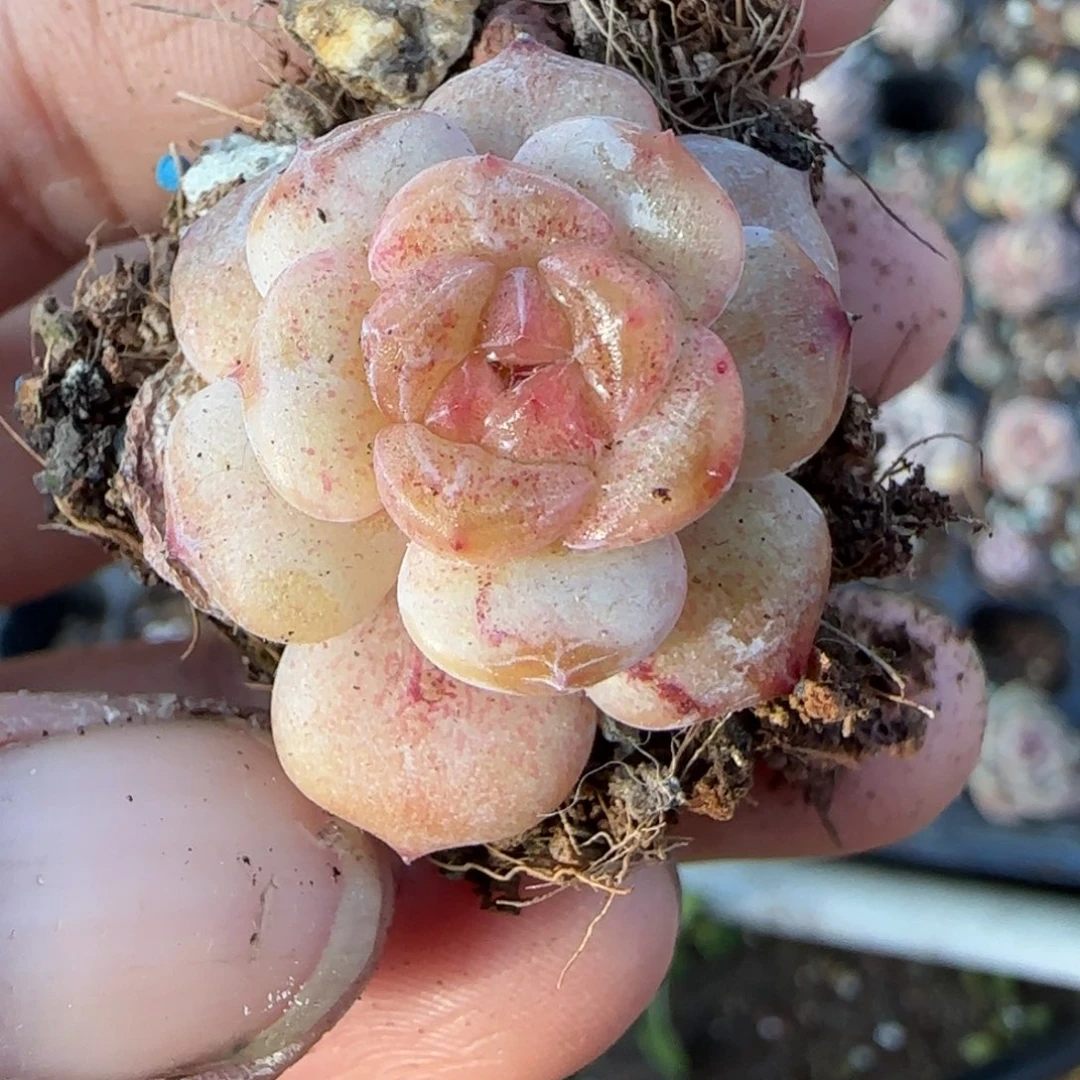 多肉小卡拉米糖心一物一拍