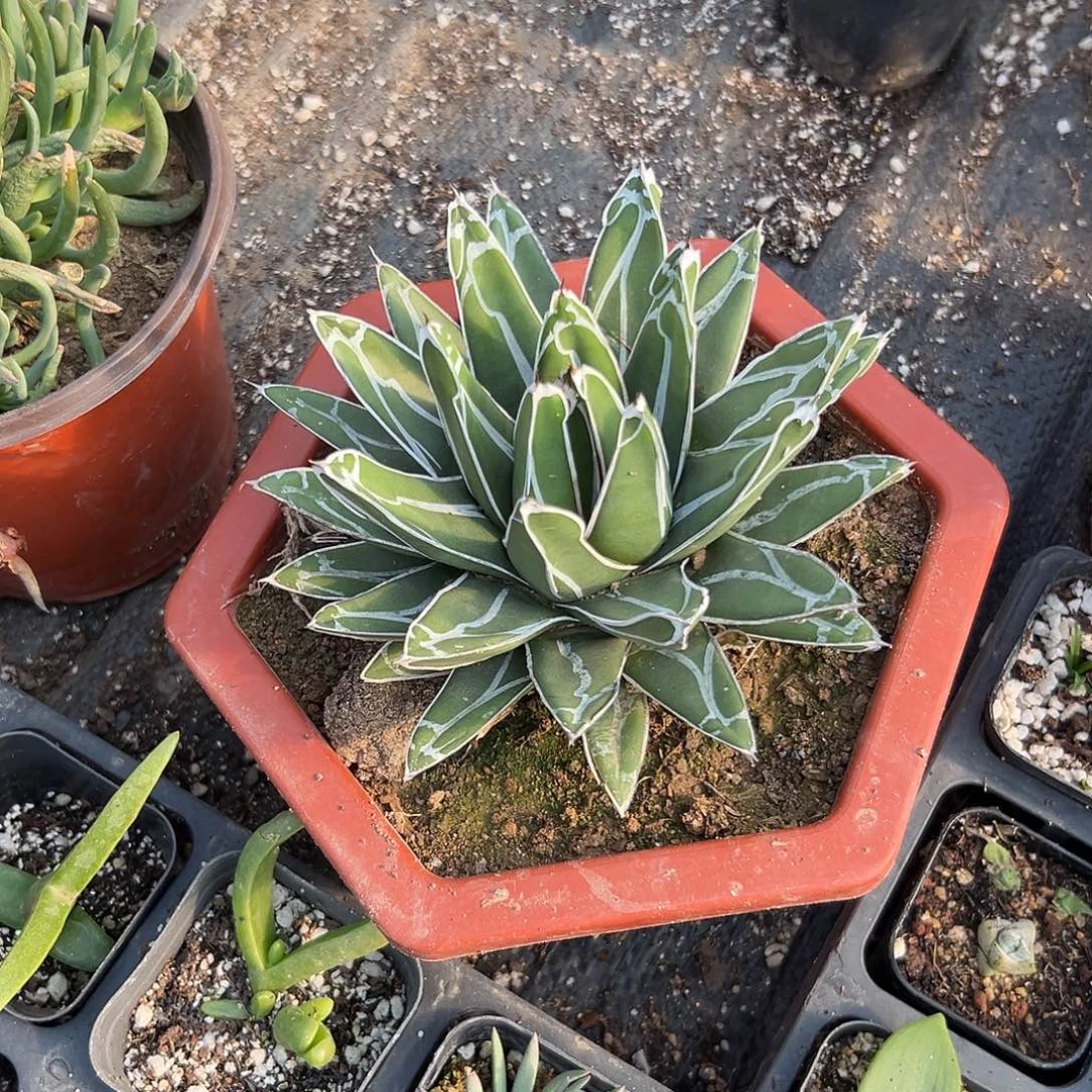 多肉植物屉之雪单头