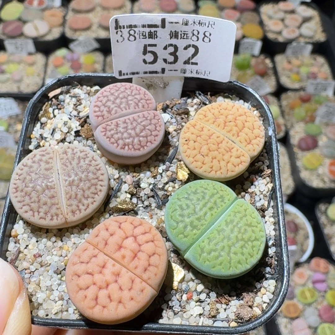 Sss清仓了便宜532