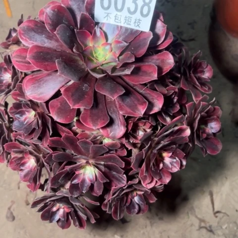 美杜莎多肉植物法师6038