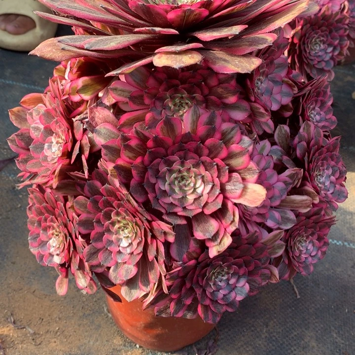 阿*莉不包损10号粉白月光寄养