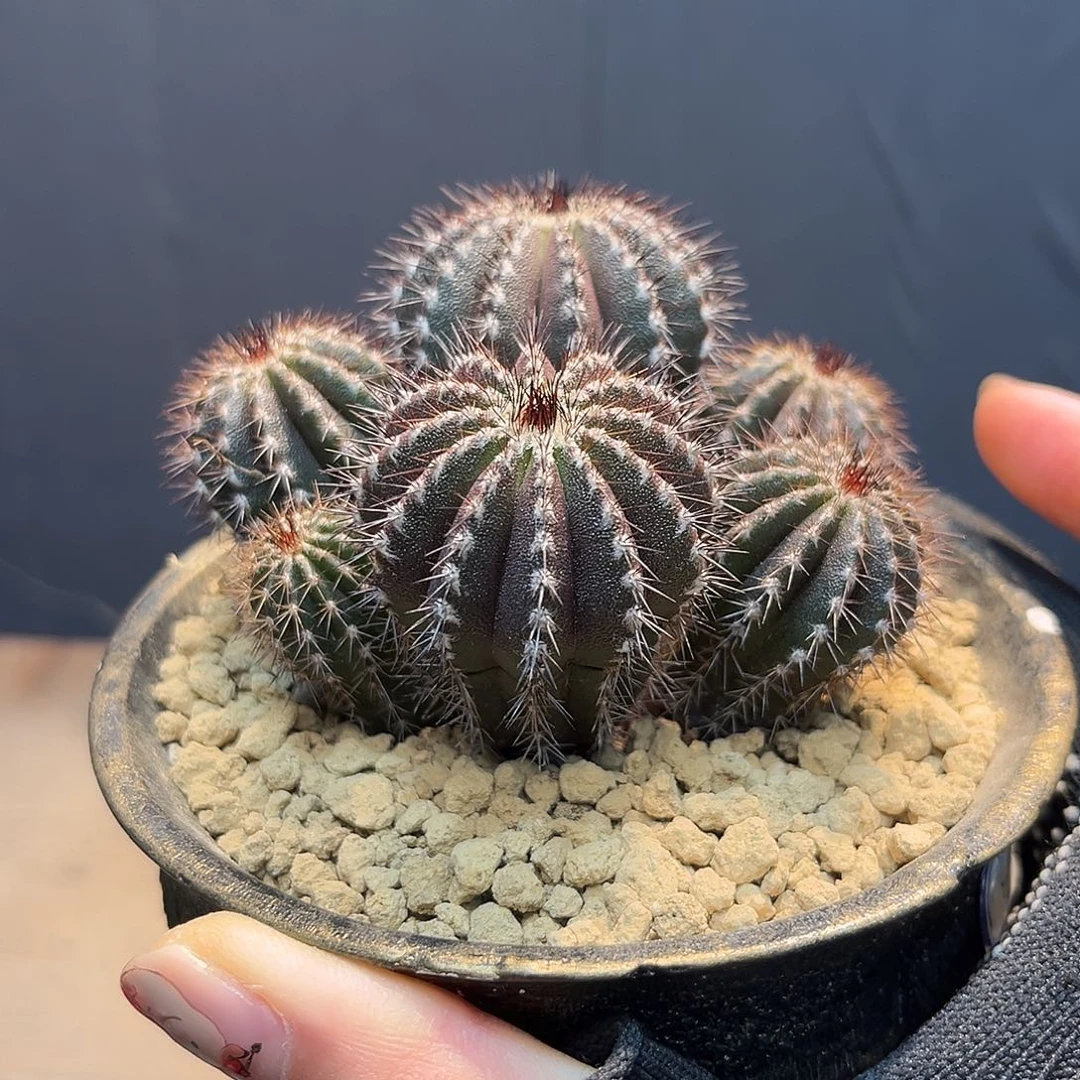 尤伯球Zzzzzzzzzzzzzz