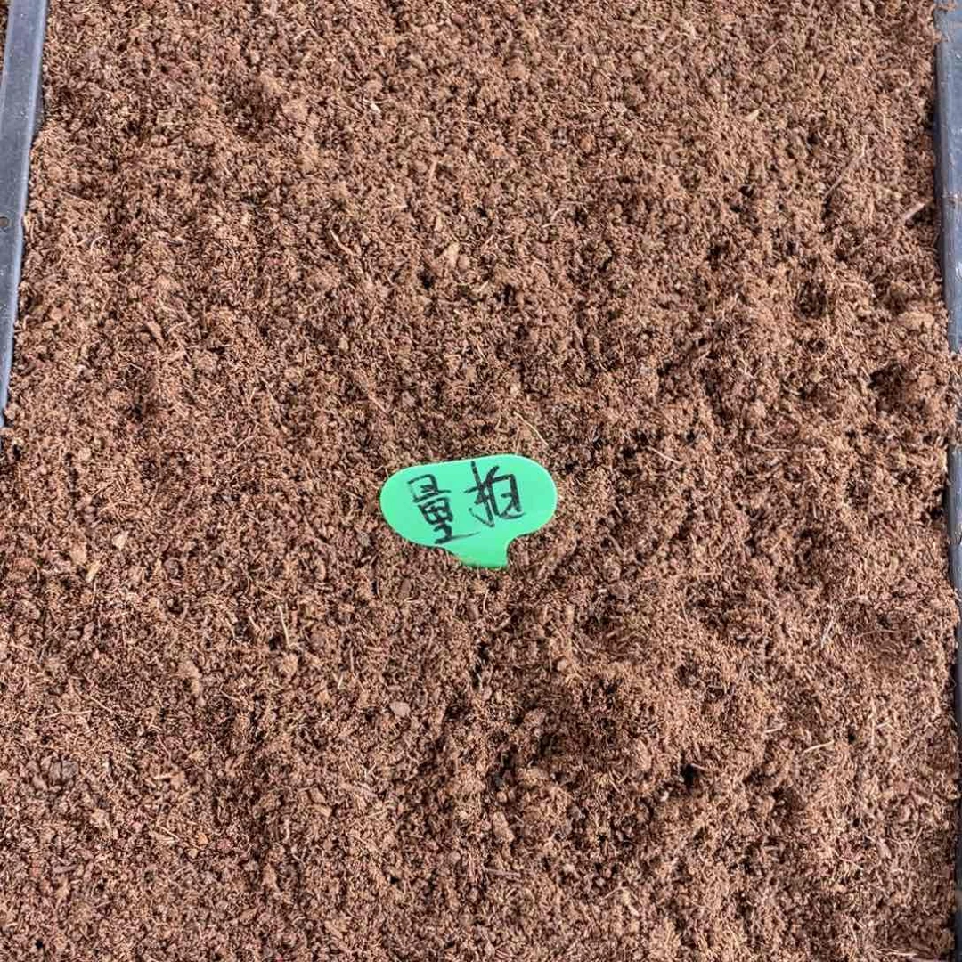 多肉植物量拍土一筐661