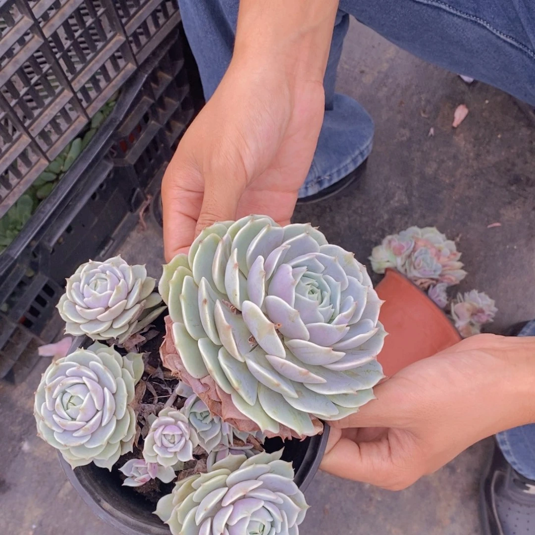 单头带多仔露娜莲一盆