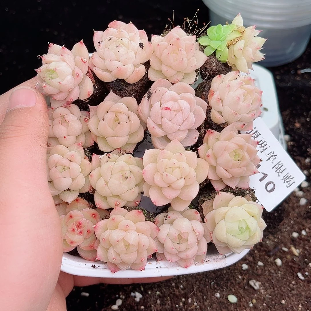 小*巴1-110 新疆西藏内蒙不发12.8包邮