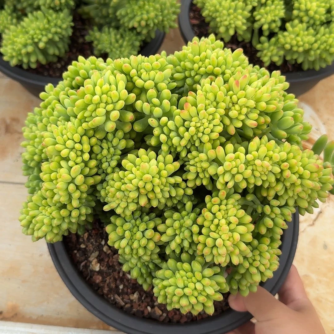 香格里拉缀化23公分